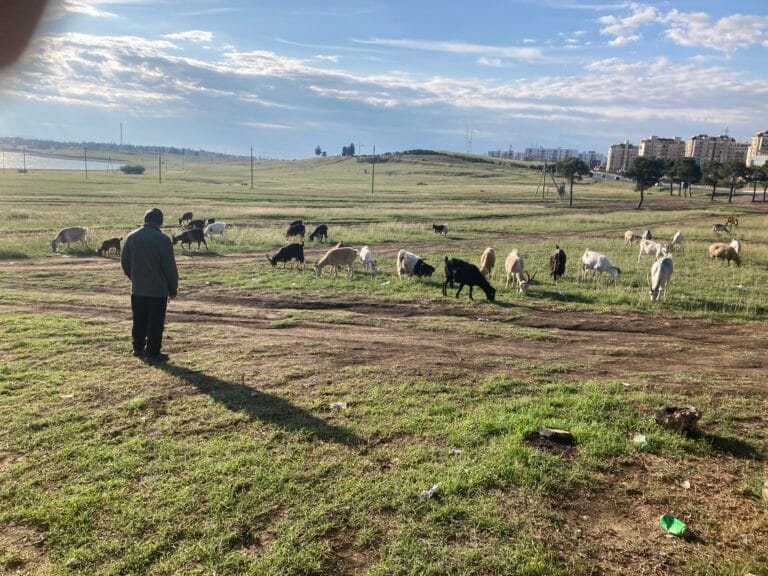 Schaapsherder met schaapskudde bij het Tbilisi reservoir Georgië